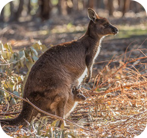 Kangaroo with Joy